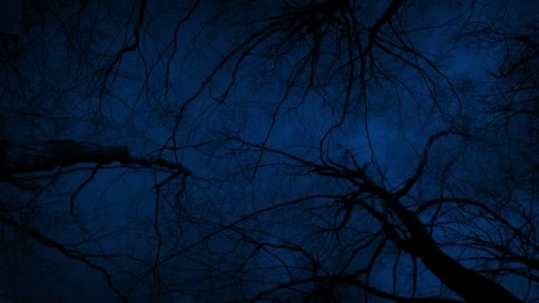 Ходить Деревьями Глядя Вверх Ночам — стоковое видео