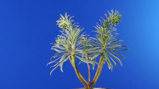 Circling Exotic Plant Bluescreen Voor Het Componeren — Stockvideo
