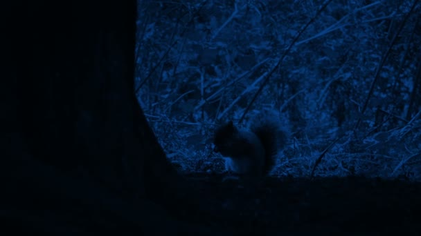 Squirrel Eating Foraging Night — Stock Video