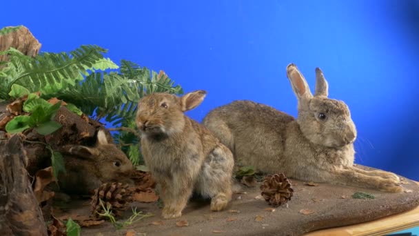 Visor Museu Dos Coelhos Bluescreen — Vídeo de Stock