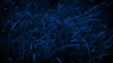 Gece Rüzgarda Çimen