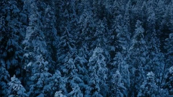 Lot Nad Pokrytymi Śniegiem Drzewami Mountainside — Wideo stockowe