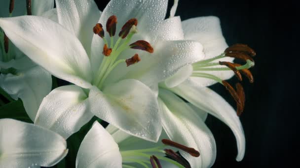 Tropikal Lily Çiçekleri Spreyle Taze Tutuldu — Stok video