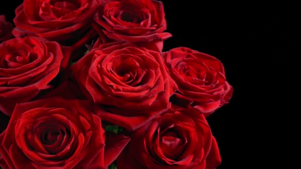 Passando Rosas Vermelhas Closeup Shot — Vídeo de Stock