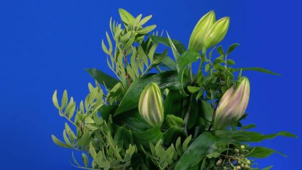 Egy Halom Bontatlan Virág Elhaladása Kék Vásznon — Stock videók