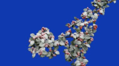 Kırmızı Böğürtlen Çalılığı Mavi Krem 'de Karla Kaplandı