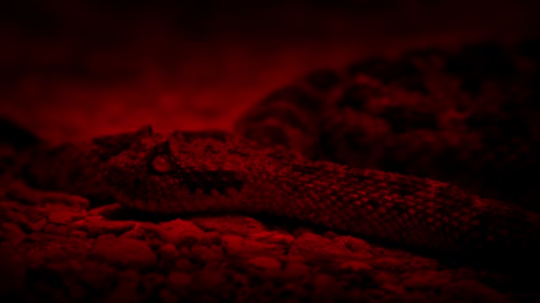 Mortal Serpiente Cascabel Roja Con Brillantes Ojos Amarillos — Vídeo de stock