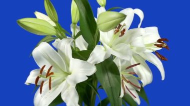 Lilly Çiçeklerinin Kapanışı - Birleşim İçin Bluescreen