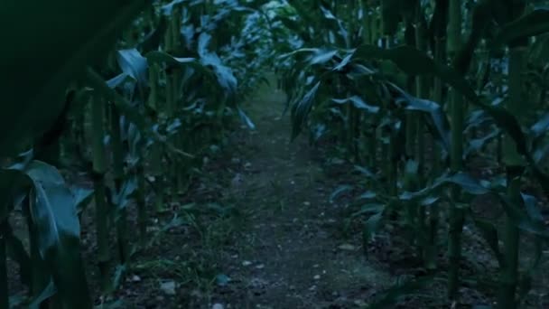 Zwierzęcy Pov Przemierzający Pole Kukurydzy Zmierzchu — Wideo stockowe