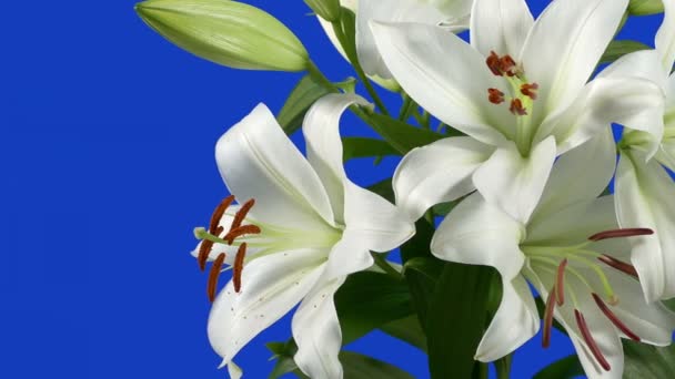 Passing Lilly Flowers Macro Bluescreen Compositing — Stock Video
