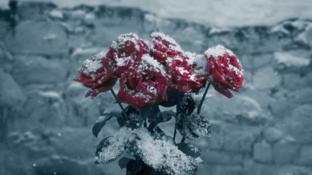 Roses Snowfall Monochrome Abstract — Stock Video