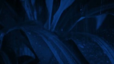 Gece Bitkisi Kapanışı Ormanında Yağmur yağışıweather condition