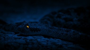 Gece Parlayan Gözlü Çıngıraklı Yılan