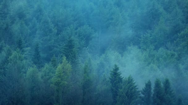 豪雨の森から霧が立ち上がる — ストック動画