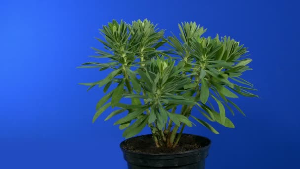 Eine Topfpflanze Auf Bluescreen Umkreisen — Stockvideo