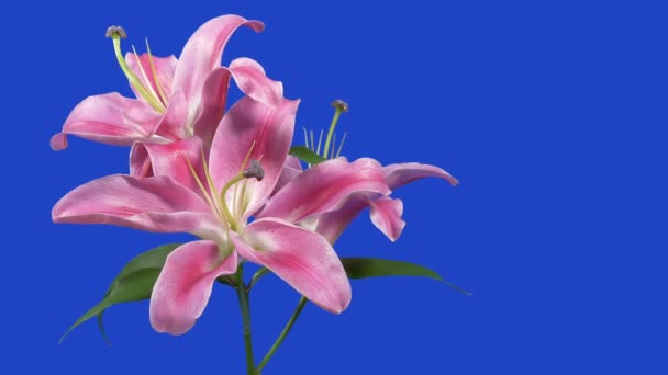 Şirin Pembe Çiçekler Mavi Krem Üzerinde Hareketli Çekim — Stok video