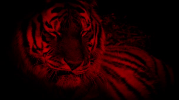 Tigre Vermelho Com Olhos Amarelos Brilhantes Selva — Vídeo de Stock