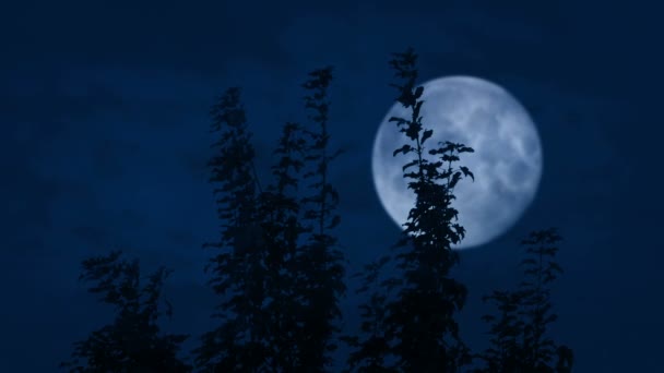 Дерево Місяцем Відстані — стокове відео