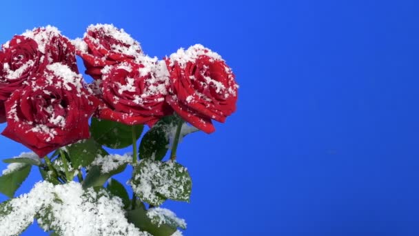 Passing Roses Snow Bluescreen — Stock Video