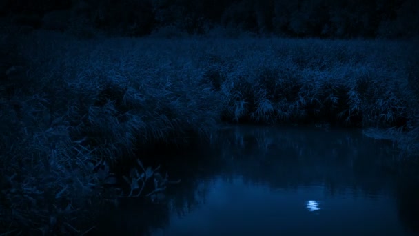 Marais Sur Nuit Venteuse Avec Reflet Lune — Video