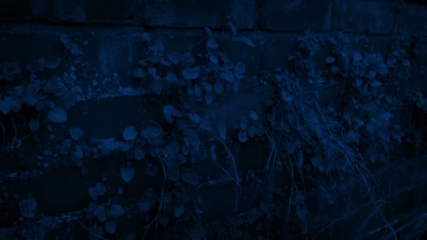 Stenen Muur Met Onkruid Groeien Bewegend Schot Nacht — Stockvideo