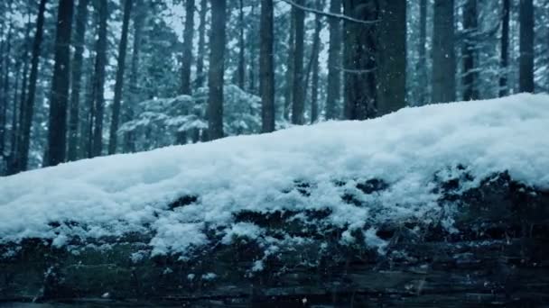Mijające Dziennik Śniegu Lesie Zimowym — Wideo stockowe