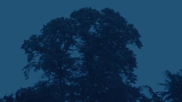Regn Kraftigt Stora Träd Kvällen — Stockvideo