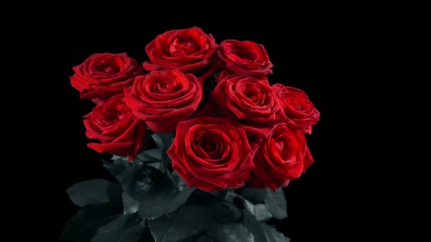 单色循环射击的红玫瑰 — 图库视频影像