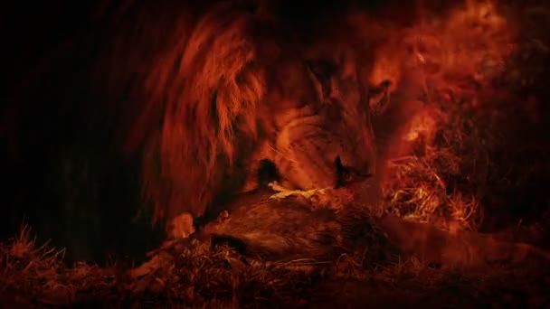 Lion Face Portrait Fire — Video