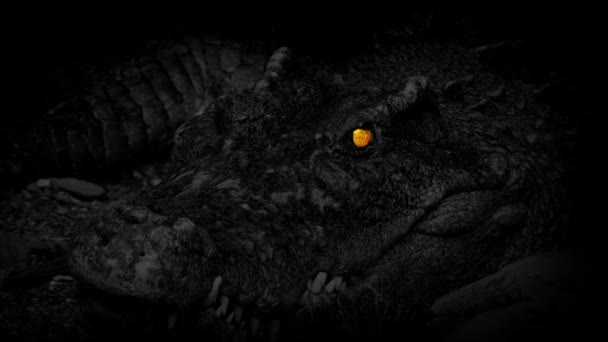Большой Крокодил Открывает Рот Темноте Сияющими Глазами — стоковое видео