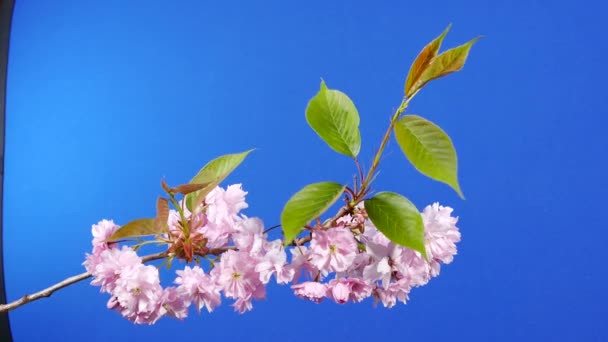 Cherry Blossom Breeze Bluescreen Compositing — Stok Video