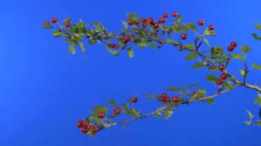 Red Berry Bush in Breeze - Bluescreen Birleşim İçin