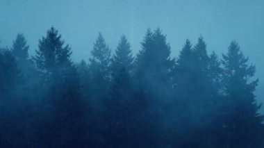 Yağmur ve Sis Ağaç Çizgisi Üzerinde