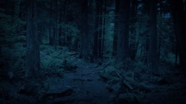 Akşamları Manzaralı Orman Yolu boyunca süzülen