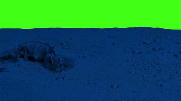 Dead Lizard Desert Floor Night Greenscreen — Stok video