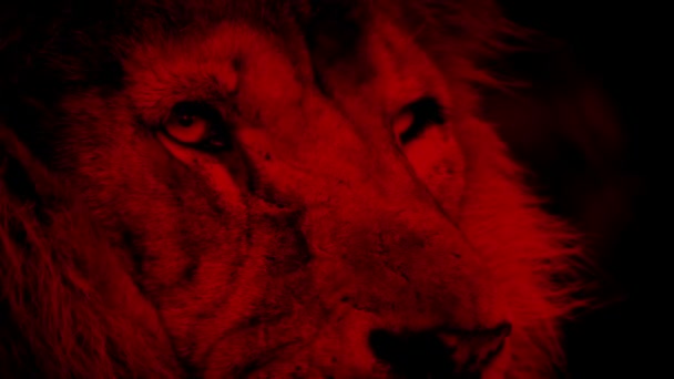 Fierce Red Lion Face Looking — Wideo stockowe