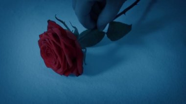 Akşam karanlığında kırmızı gül yere kondu.