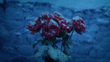 Roses In Snowfall Near Wall In The Evening