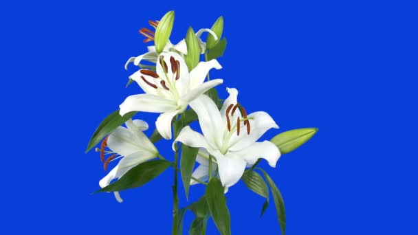 Lily Flowers Isolated Bluescreen — Vídeos de Stock