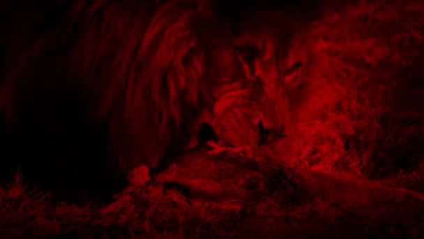 Leão Come Presa Sangue Animal Vermelho Abstrato — Vídeo de Stock