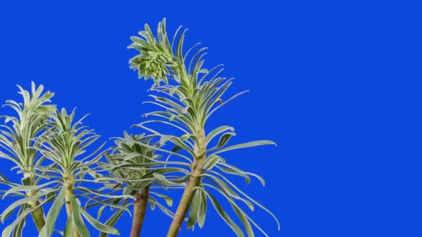 Passing Exotic Plant Closeup Bluescreen Compositing — Stockvideo