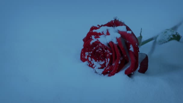 在暮色的雪地里掠过玫瑰 — 图库视频影像