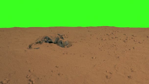 Dried Lizard Desert Greenscreen — Stock Video