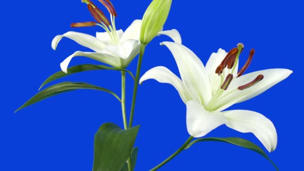 Tropikal Lilly Çiçekleri Bluescreen Etrafında Dönüyor — Stok video
