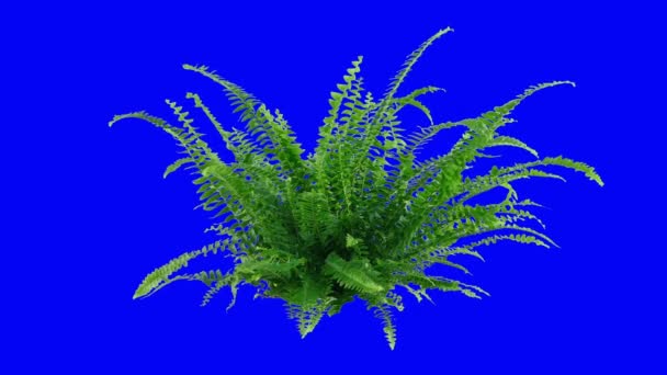 Fern Breeze Isolated Blue Compositing — Stockvideo