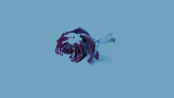 Rose Covered Snow Dusk — Video Stock