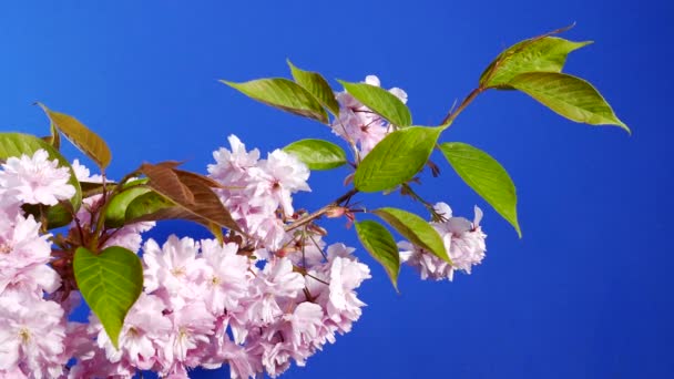 Pink Flower Blossoms Branch Bluescreen Isolated — Stockvideo