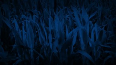 Mısır tarlası Ay ışığında rüzgarda sallanıyor