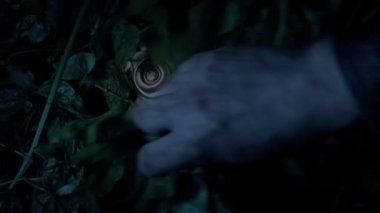 Altın Kabile Heykeli Ormanda Ortaya Çıktı