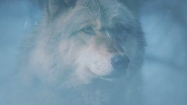 Sisli Ormanda Kardaki Kurt